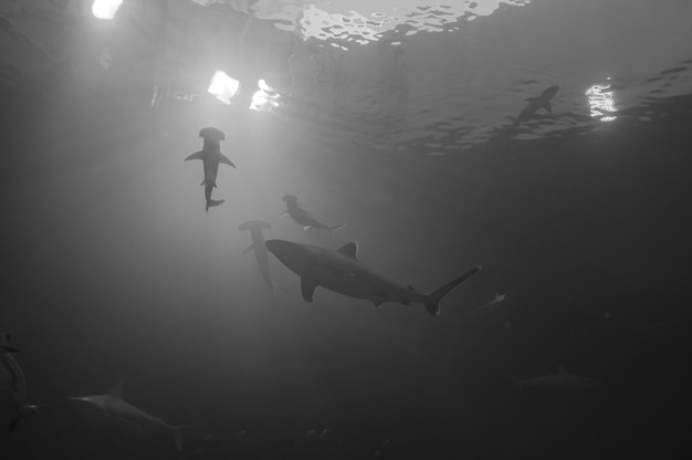 Photo fish swimming in sea