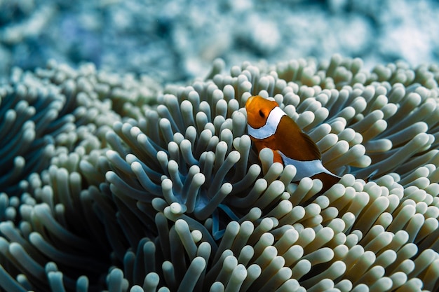 Foto pesci che nuotano in mare