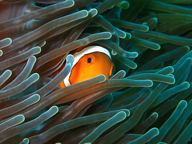 Fish swimming in sea