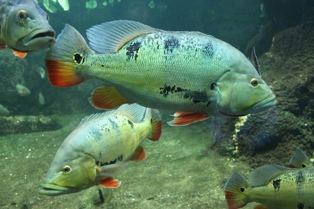 Photo fish swimming in sea