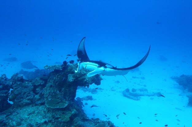 Fish swimming in sea