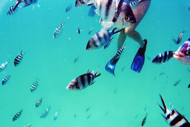 Photo fish swimming in sea