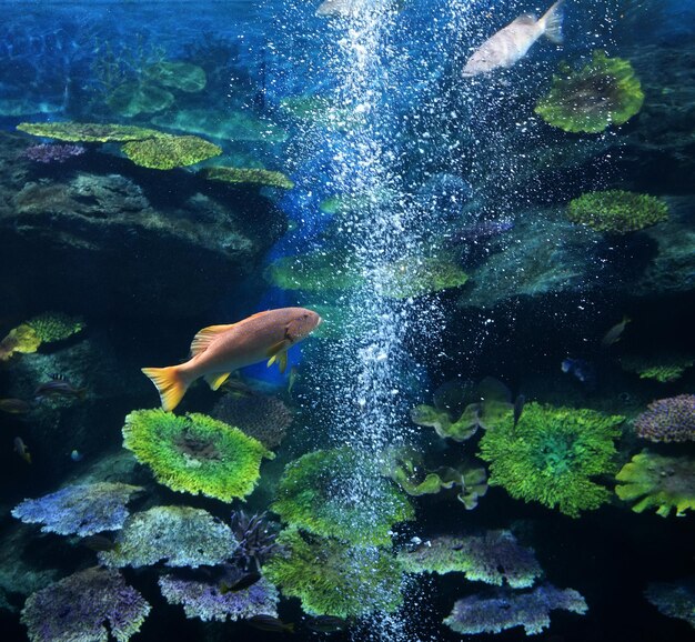 Fish swimming in sea