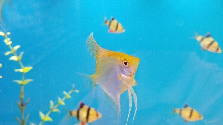 Photo 海で泳ぐ魚
