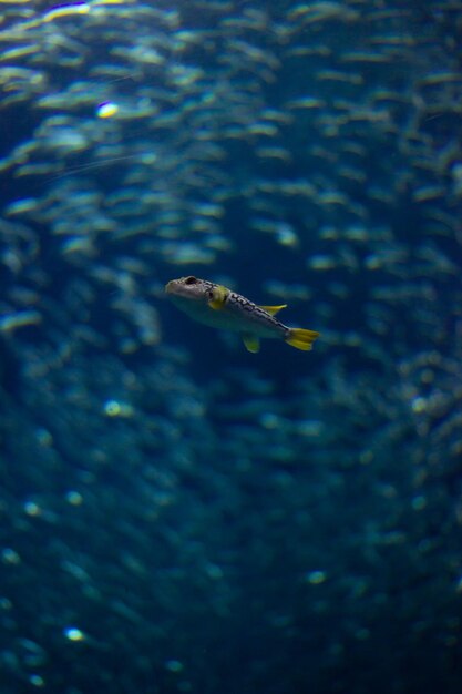 Photo fish swimming in sea