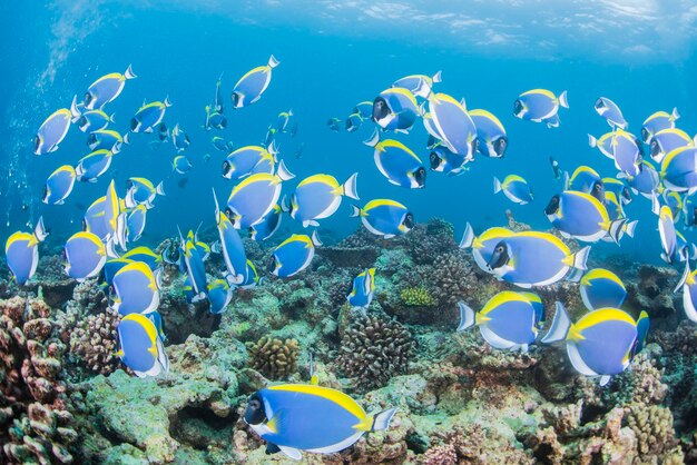 海で泳ぐ魚