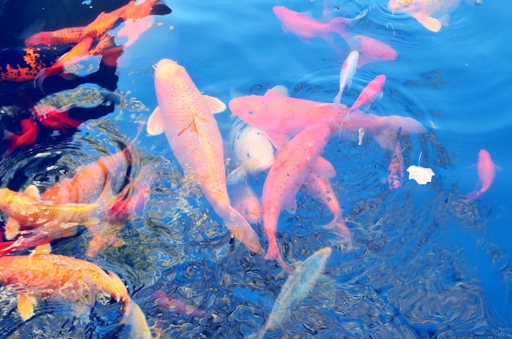 Photo 海で泳ぐ魚
