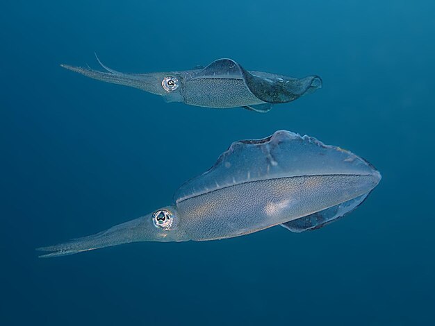 Fish swimming in sea