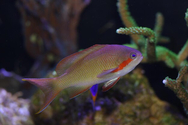 Fish swimming in sea