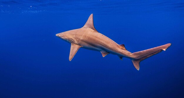 Photo fish swimming in sea