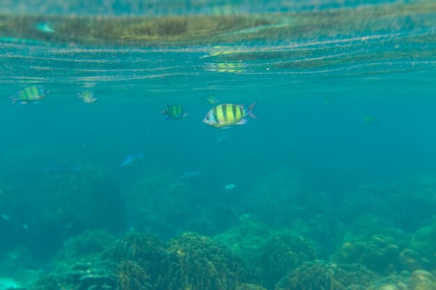 Fish swimming in sea