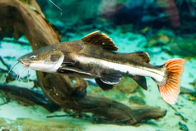 Fish swimming in sea