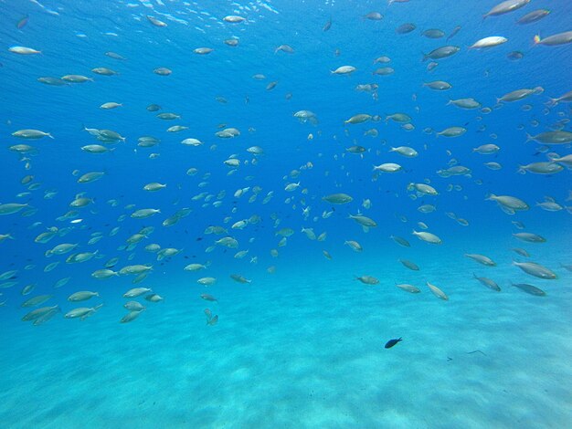 Fish swimming in sea