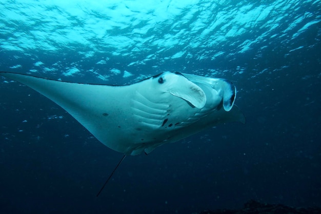 海で泳ぐ魚