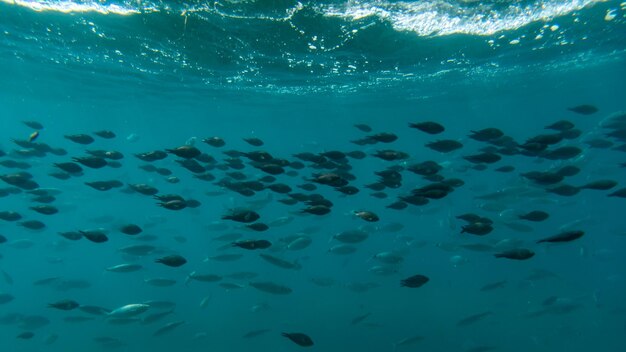 Foto pesci che nuotano in mare