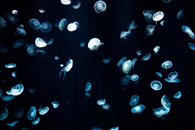 Photo fish swimming in sea