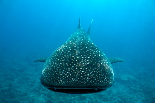 Foto pesci che nuotano in mare