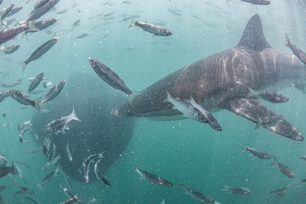 Photo fish swimming in sea