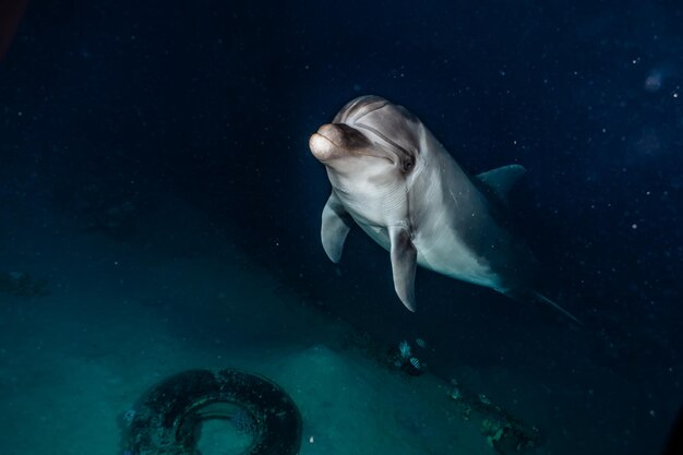 Photo fish swimming in sea