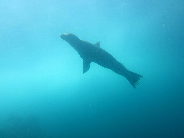 Fish swimming in sea