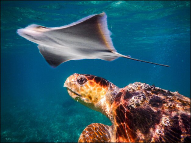 Foto pesci che nuotano in mare