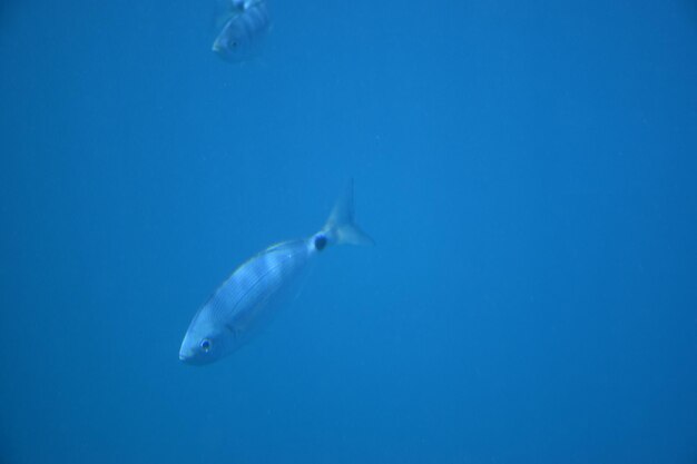 Fish swimming in sea