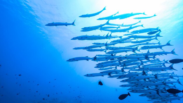 Fish swimming in sea