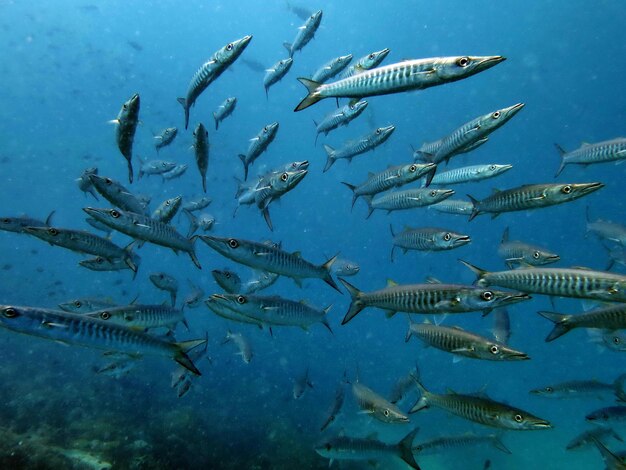 Fish swimming in sea