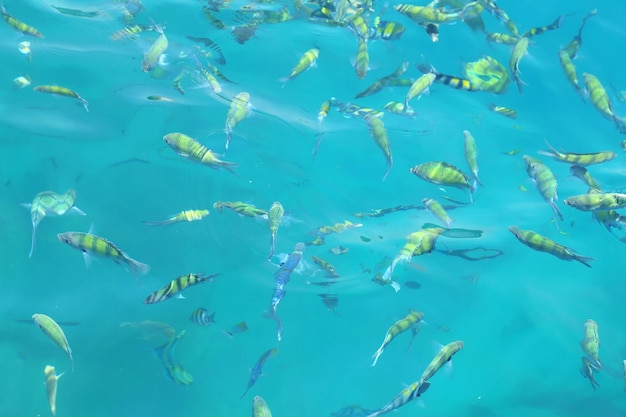 Photo fish swimming in sea