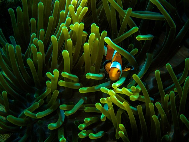 Photo fish swimming in sea