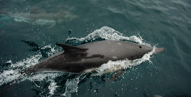 Foto pesci che nuotano in mare