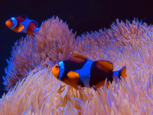 Photo fish swimming in sea