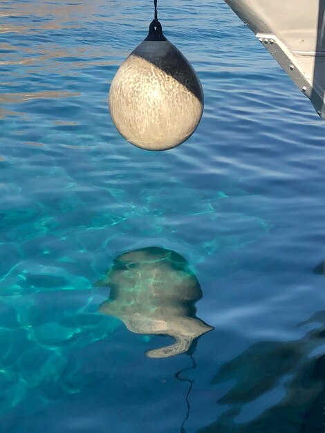 Fish swimming in sea