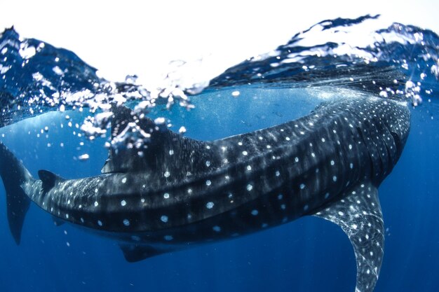 海で泳ぐ魚