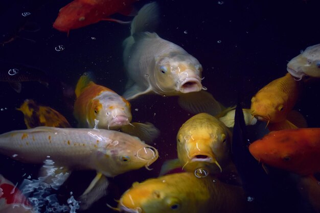 Photo fish swimming in sea