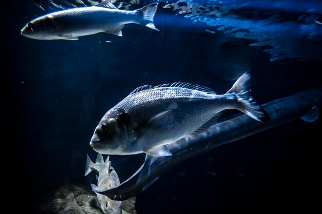 Fish swimming in sea