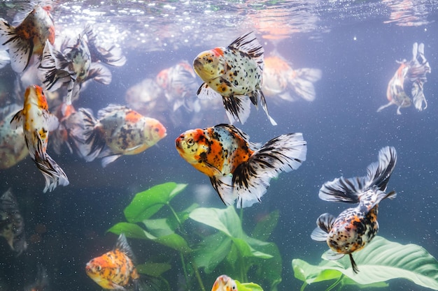 Fish swimming in sea