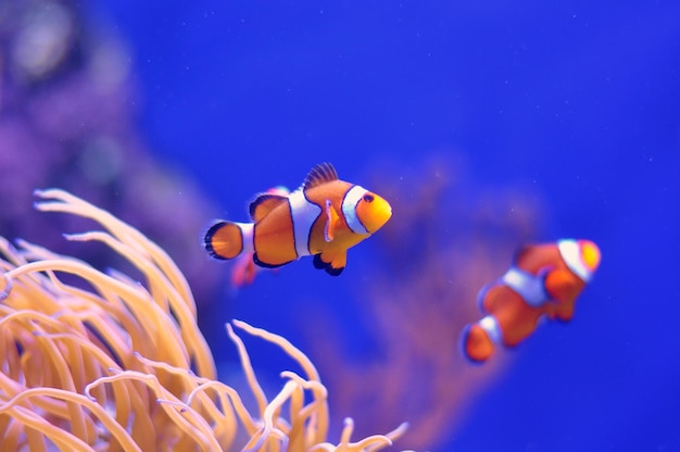 Photo fish swimming in sea