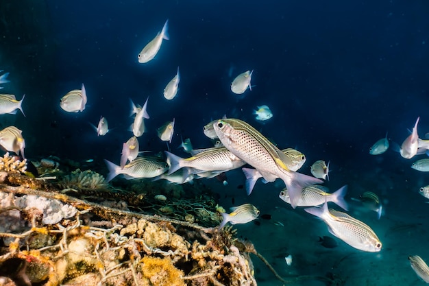 Foto pesci che nuotano in mare