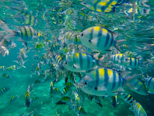 Fish swimming in sea