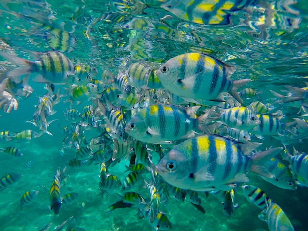 Photo fish swimming in sea