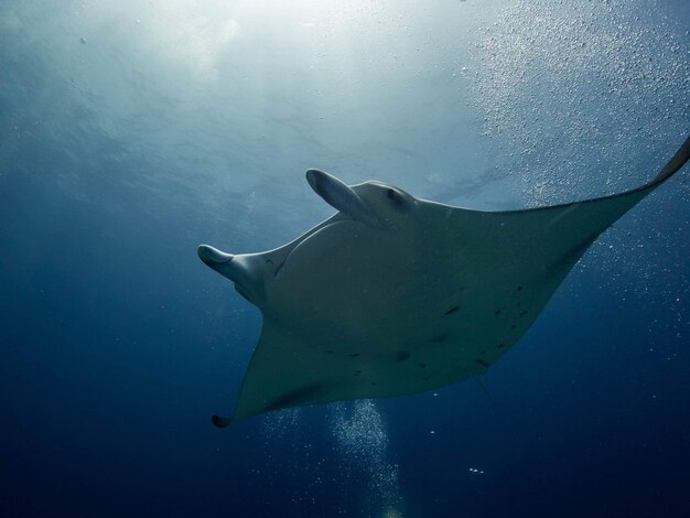 Photo fish swimming in sea