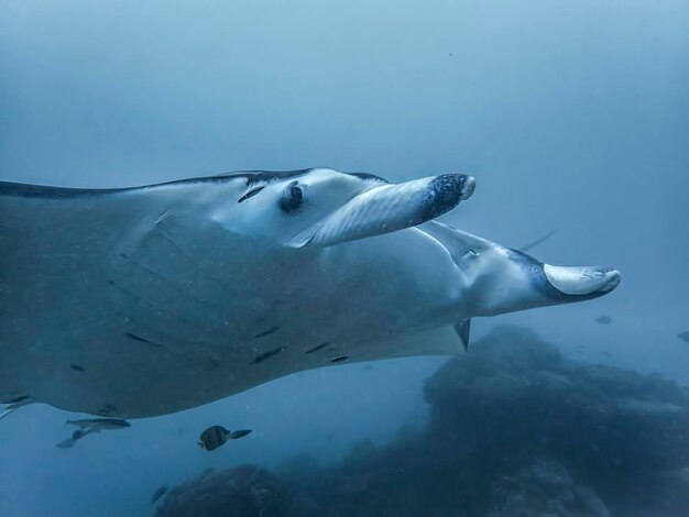 Photo fish swimming in sea