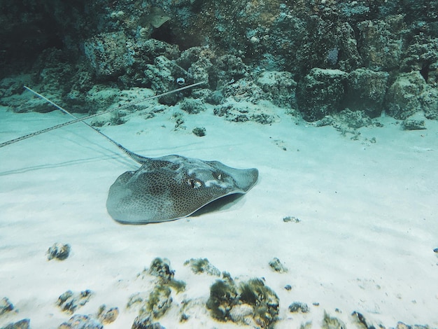 Photo fish swimming in sea