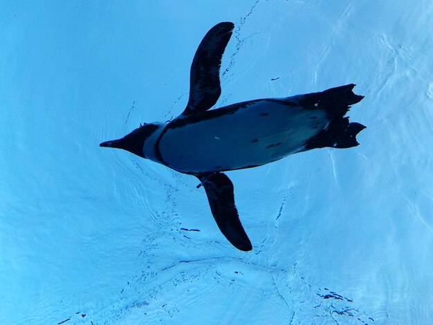 Photo fish swimming in sea