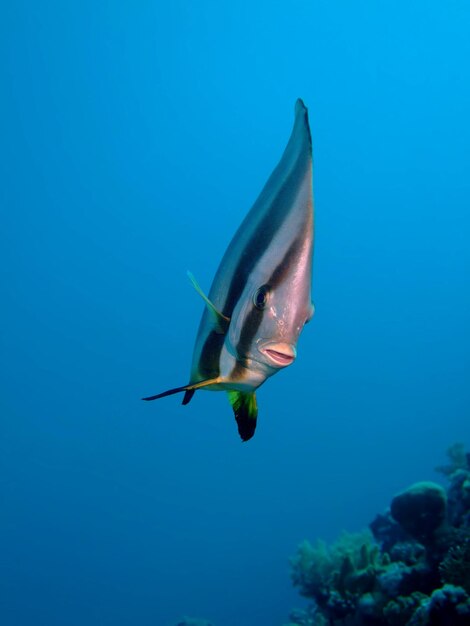 Foto pesci che nuotano in mare