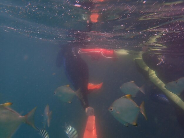 Photo fish swimming in sea