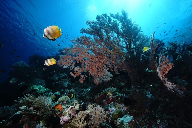 海で泳ぐ魚