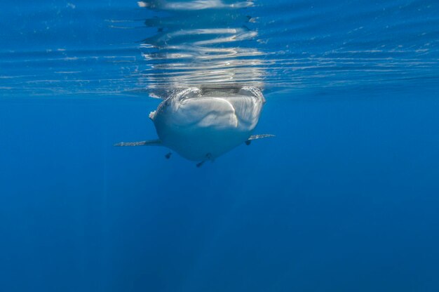 Foto pesci che nuotano in mare