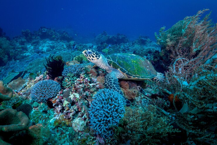 Photo fish swimming in sea
